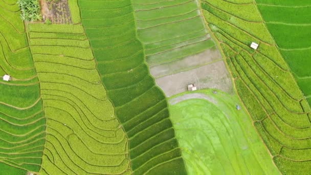 Beautiful Drone Shot Slow Moving Clip Rich Terraced Rice Fields — Stock video