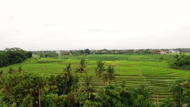 Beautiful Overview Clip Rich Verdant Rice Field Terraces Coconut Trees — Video