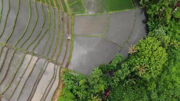 Beautiful Vivid Overview Clip Flooded Balinese Rice Paddies Rich Rice — Stock videók