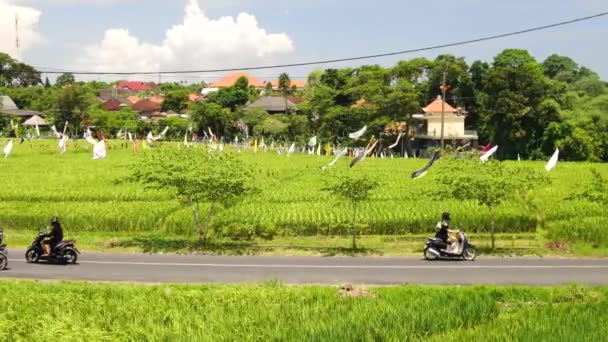 Vivid Flaglets Fluttering Verdant Rice Fields Canggu Bali — 图库视频影像