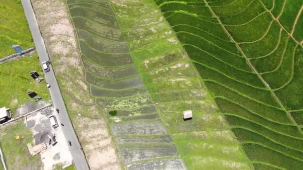 Aerial View Patterned Asian Rice Fields Canggu Bali Intersecting Narrow — Stock videók