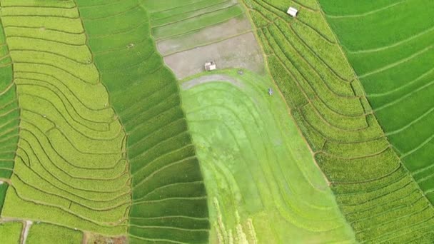 Vivid Aerial Shot Fertile Rice Paddies Canggu Bali Showing Various — Stock video