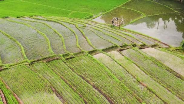 Aerial View Asian Rice Paddies Various Stages Planting Clear Bright — Vídeo de Stock