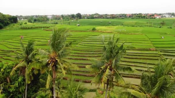 Beautiful Drone Clip Terraced Fertile Rice Paddies Canggu Bali Clear — Vídeo de Stock