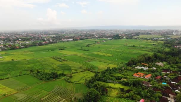 Slow Moving Aerial Clip Canggu Bali Showcasing Lush Rice Fields — ストック動画