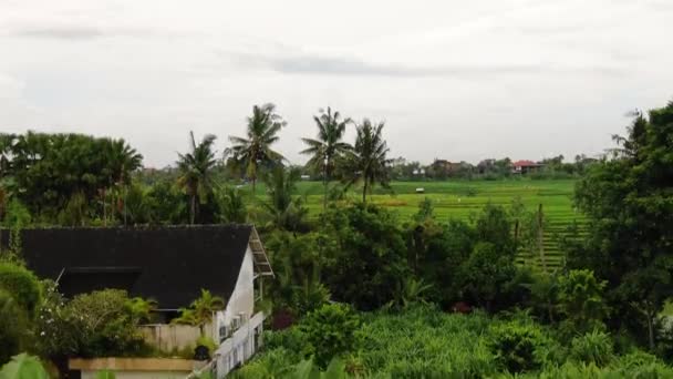 Ascending Vantage Point Banana Plants Verdant Rich Terraced Rice Fields — Stock videók