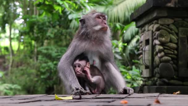 Balinese Macaque Adult Baby Monkeys Relaxing Park While Eating Fruit — ストック動画