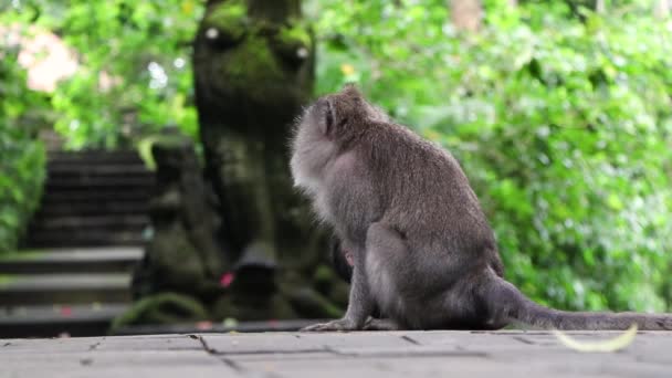 Back View Clip Sharp Focus Adult Macaque Monkey Carrying Its — стоковое видео