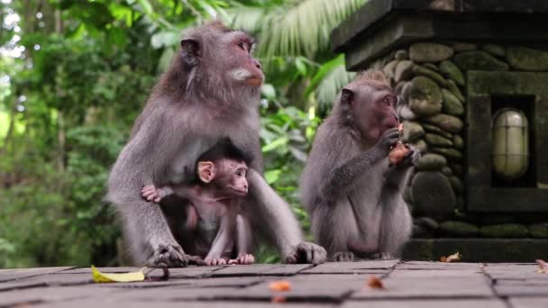 Long Tailed Balinese Macaque Adult Baby Monkeys Relaxing Park While — Video