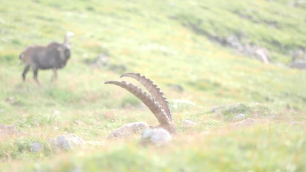 Beautiful Medium Shot Curved Horns Alpine Ibex Schneibstein Austria — Vídeos de Stock
