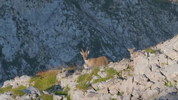Full Shot Mountain Goats Including Kid Standing Rocky Slopes Schneibstein — 图库视频影像