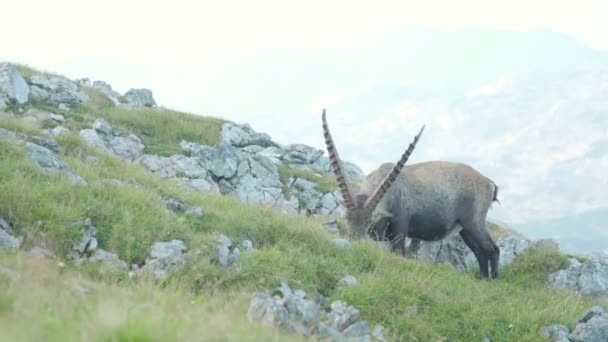 Mountain Goat Alpine Ibex Eating Grass Schneibstein Austria — стоковое видео