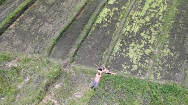 Aerial View Sunbathing Caucasian Couple Working Laptop Sitting Newly Planted — Vídeo de Stock