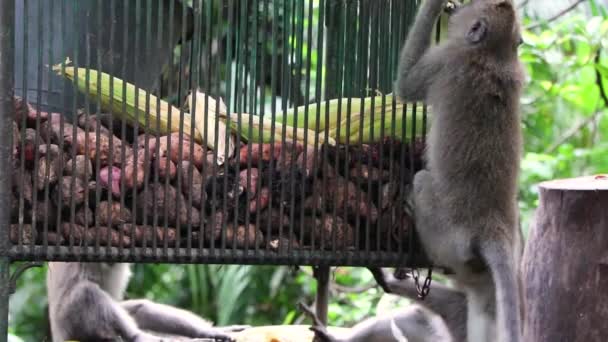 Long Tailed Macaque Monkey Trying Steal Corn Locked Cage Corn — ストック動画