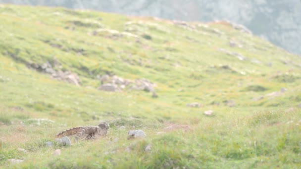 Glimpse Head Horns Alpine Ibex Leisurely Grazing Schneibstein Golling Austria — Stockvideo