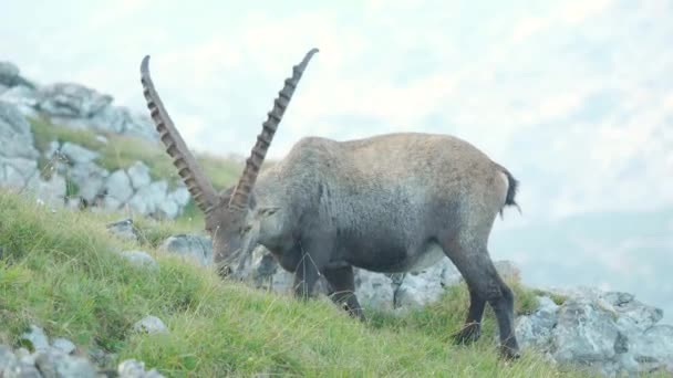 Medium Shot Alpine Ibex Eating Grass Leisurely Cold Morning Schneibstein — 비디오