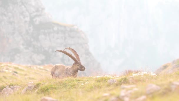 Volledige Opname Van Een Alpiene Steenbok Voorzichtig Van Zijn Omgeving — Stockvideo