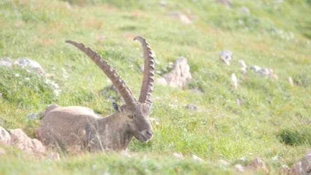 Medium Shot Alpine Ibex Chewing Grass Schneibstein Austria Cold Sunny — Video Stock