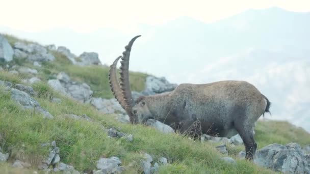 Medium Shot Alpensteenbok Eet Ontspannen Hellingen Van Schneibstein Oostenrijk — Stockvideo