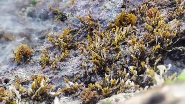Close Wave Coming Covering Seagrass Rocky Shoreline Malta — Stock Video