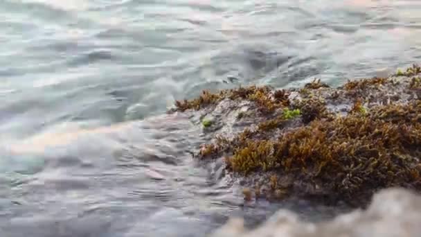 Waves Gently Lapping Seagrass Rocky Shoreline Malta — стоковое видео