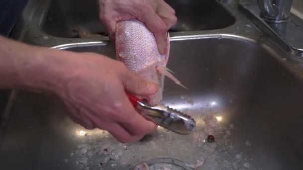 Close Man Hands Cleaning Descaling Fresh Raw Fish Kitchen Sink — Αρχείο Βίντεο