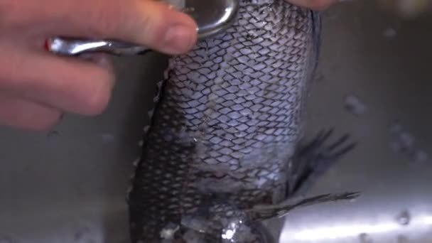 Close Man Hands Cleaning Descaling Fresh Raw Fish Bright Sink — Vídeo de Stock