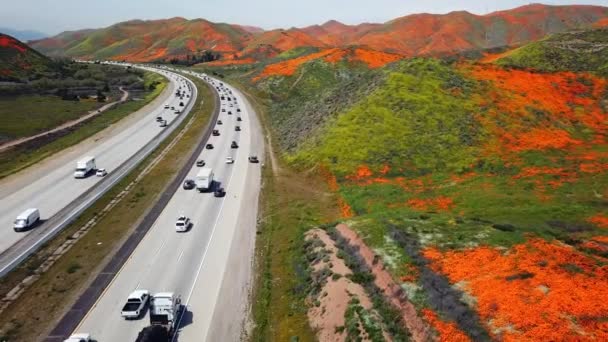 Aerial Low Level Pan Super Bloom Golden Poppies Lake Elsinore — Video