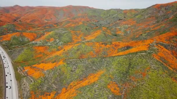 Aerial Pan Super Bloom Golden Poppies Lake Elsinore California Walker — Stock Video