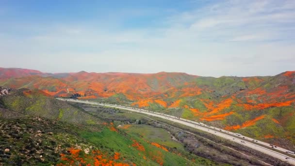 Aerial Pan Super Bloom Golden Poppies Lake Elsinore California Walker — Video