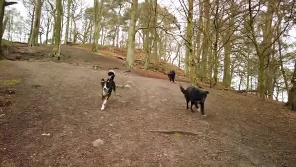 Three Obedient Collie Dogs Running Owner Walk Woods Britain — Stockvideo