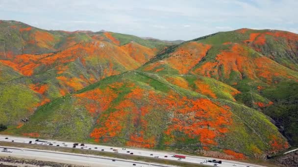 Aerial Fly Super Bloom Golden Poppies Lake Elsinore California Walker — Stock Video