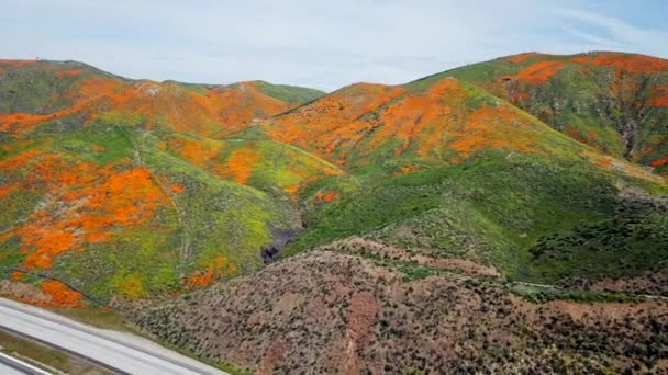 Aerial Descending Shot Super Bloom Golden Poppies Lake Elsinore California — Stockvideo