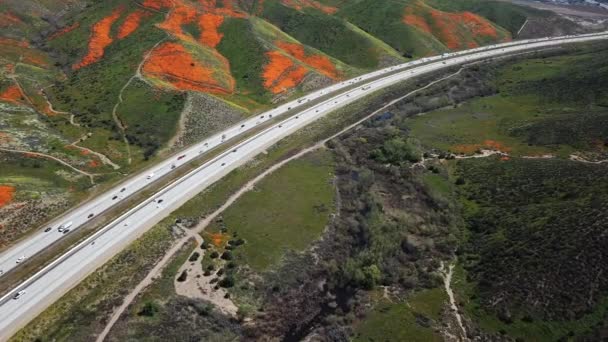 Aerial Fly I15 Freeway Viewing Super Bloom Golden Poppies Lake — Wideo stockowe
