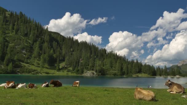 Medium Shot Cows Lying Lakeside Tyrol Austria — Wideo stockowe