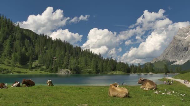 Снимок Коров Лежащих Вдоль Озера Людьми Отдыхающими Заднем Плане Тироле — стоковое видео