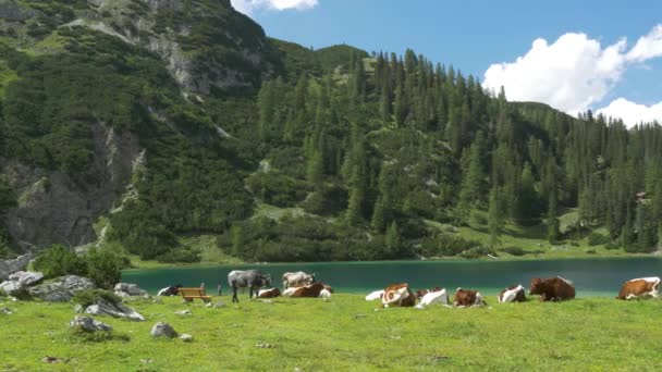 Wide Angle Clip Cows Lazing Lakeside Tyrol Austria — Wideo stockowe