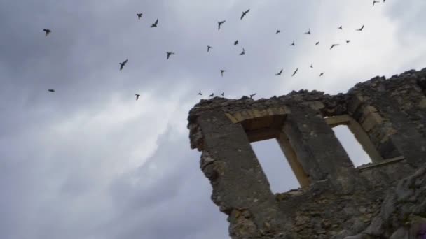 Χαμηλής Γωνίας Κλιπ Πτηνών Που Πετούν Πάνω Από Ερειπωμένα Ερείπια — Αρχείο Βίντεο
