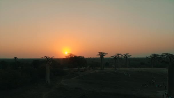 Aerial Drone View Sunset Avenue Baobab Madagascar — стоковое видео