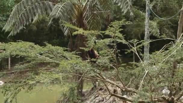 Apen Springen Amazone Bomen Amazone Ecuador — Stockvideo