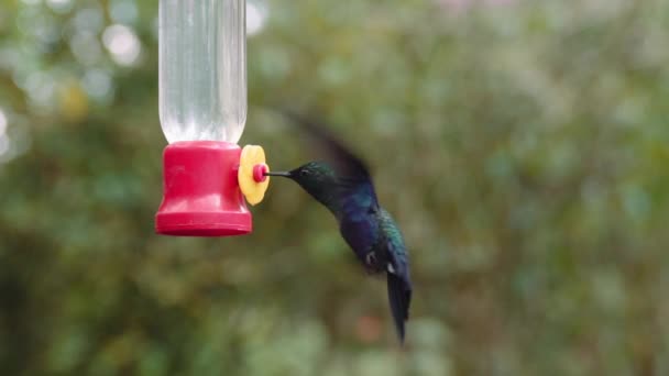 Kolibri Ernährt Sich Von Einem Futterhäuschen Den Gärten Von Mindo — Stockvideo