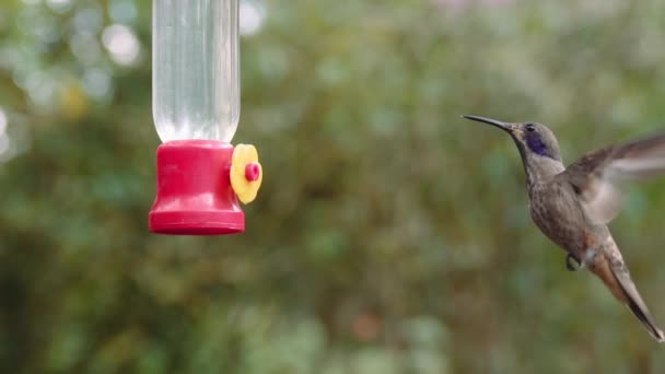 Kolibri Ernährt Sich Von Einem Futterhäuschen Den Gärten Von Mindo — Stockvideo