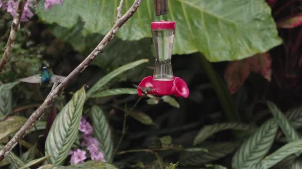 Koliber Żywiący Się Karmnikiem Ogrodach Mindo Ekwador — Wideo stockowe