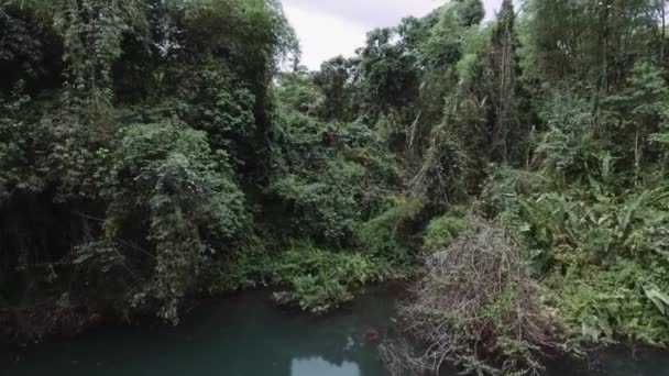 Vista Aérea Flora Verde Amazonía Ecuatoriana — Vídeo de stock