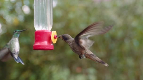 Couple Hummingbirds Feeding Feeder Mindo Ecuador Gardens — Stockvideo