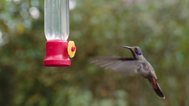 Kolibrie Voedt Zich Met Een Voederbak Mindo Ecuador Tuinen — Stockvideo