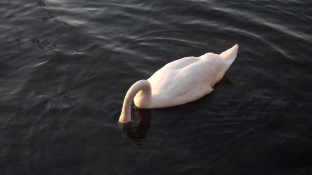 Swan Swimming Slomotion — 图库视频影像