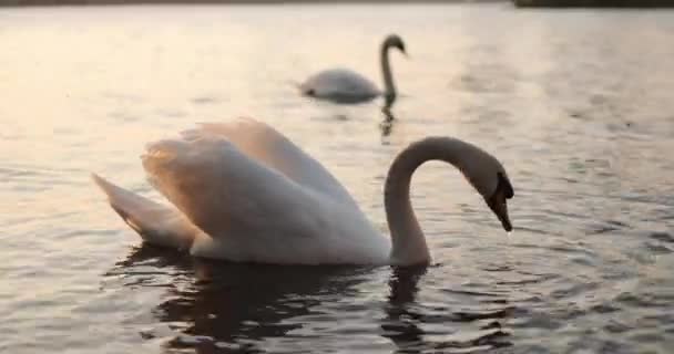 Swan Swimming City — Vídeo de Stock