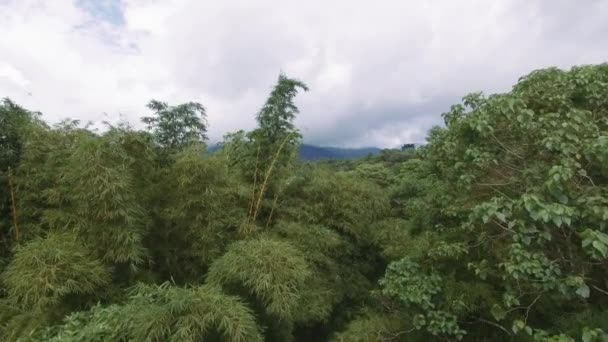 Vue Aérienne Flore Amazonienne Équateur — Video