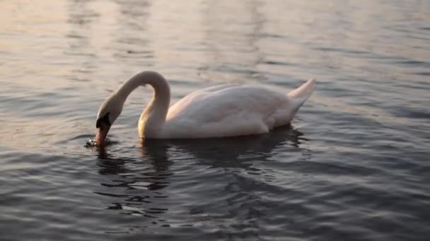 Swan Swimming Slomotion — 图库视频影像